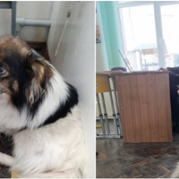 Як у Шосткинській гімназії врятували Тузіка, якого три дні шукала родина