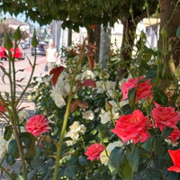 Погода у Старокостянтинові на 29 червня - 5 липня: чи надовго затримається літня спека