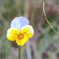 У Бузькому Гарді стартує «сезон тиші»: як відвідувати нацпарк навесні