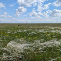 Як відновлюватимуть південні степи після війни: стартував пілотний проєкт