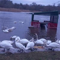 Не будьмо байдужими: молодим лебедям у Мигії потрібен корм, щоб вижити