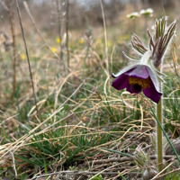 Перший сон і поля шафранів: весняні квіти Бузького Гарду. Фотоальбом
