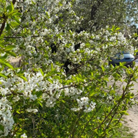 Бар починає квітнути: фотодобірка з вулиць міста