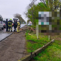 У Шипинцях через негоду дерево впало на дорогу та пошкодило автобус, у якому перебували діти