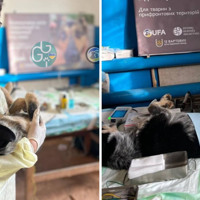 У Глухові простерилізували сотню безхатніх тварин