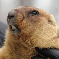 День бабака: яку весну навіщував Тимко