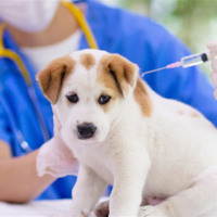 На Черкащині триває профілактика сказу: підсумки 2025 року