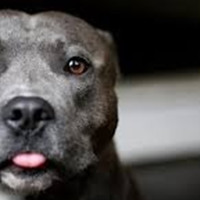 У Полтаві пітбуль покусав чотирьох людей. Серед них — дитина