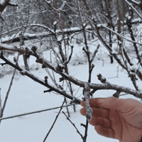 Догляд за садом після морозів: чим удобрити дерева та кущі