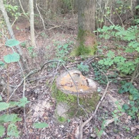 Міськрада сплатить понад 1,8 млн грн збитків за шкоду лісу