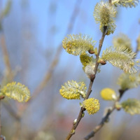 Погода у Старокостянтинові на 10-15 березня: йде справжнє потепління