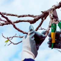 Що встигнути в саду та городі до кінця березня: чек-лист робіт