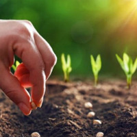 Квітень відкриває сезон: коли і що садити за місячним календарем 2026 року