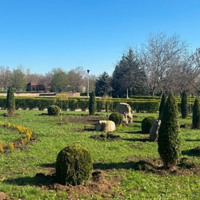 У Південноукраїнську оновлюють міський парк: висадили туї, сакури, модрини