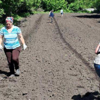Дві тисячі насінин Ніжинського огірка посадили у Гайвороні