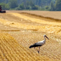 Зміни у бронюванні працівників можуть зупинити малі агропідприємства Шосткинщини