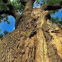 На території Барської громади зрізали понад 200 дубів, частина з яких - столітні