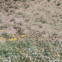 На Майдані Волі у Кременці зник герб з квітів: що трапилось