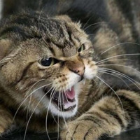 У Шосткинській громаді майже на 60% зросла кількість випадків укусів людей тваринами