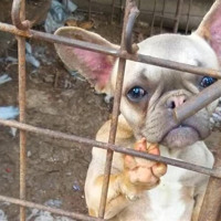 Понад сотня собак у жахливих умовах: поліція проводить слідчі дії у кінологічному клубі Ізмаїла