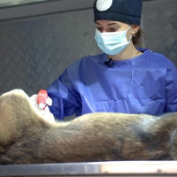 В Ізмаїлі простерилізували 200 безхатніх собак, планується ще 300