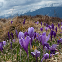Чи варто йти в похід на Кукул, коли квітнуть крокуси: пригоди журналістки