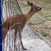 В Ізмаїлі врятували дику косулю