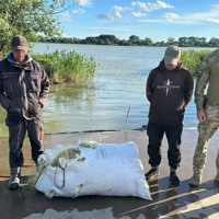 Ізмаїльські прикордонники викрили водійку з севрюгою у багажнику та браконьєрів із лососем