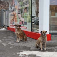 Безпритульні собаки у Південноукраїнську: що показав рейд журналістів у дворах і біля ліцеїв