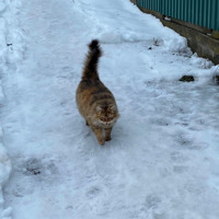 Коти Бару: фотодобірка від двору до двору