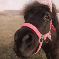 Коні, службові собаки та ярмарок: 7 березня у Первомайську — свято, яке не варто пропускати