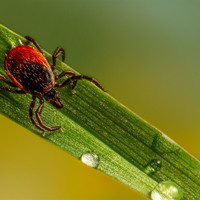 Обережно, кліщі! Все, що варто знати для вашої безпеки та як захиститися від небажаних сусідів