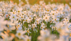 Долина нарцисів 2026 — коли зацвітуть, нові правила та ціни на вхід