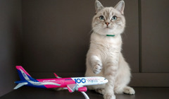 Подорож з котом: машиною, потягом чи літаком