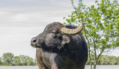 У Rewilding Ukraine показали відео із водяними буйволами на Єрмаковому острові: чим вони унікальні?