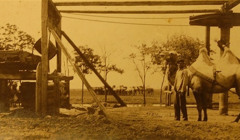 Верблюди на Півдні України жили давно і регулярно. Чи знали ви про це?