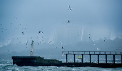 Чайки, величезні хвилі та вітер. Шторм в Одесі на пляжі Ланжерон — фото