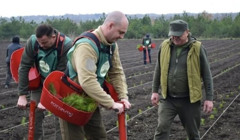 Третє місце в Україні: 11 мільйонів дерев висадили в південних областях