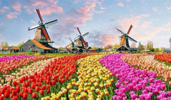 Відомі тюльпанові поля у Нідерландах можна побачити за 9 доларів. Як це зробити?