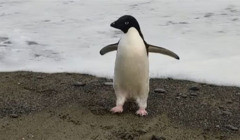 Подолав 3 тисячі кілометрів: пінгвін з Антарктиди доплив до Нової Зеландії