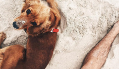 Відпочинок на морі з тваринами