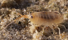 Морські блохи на українському узбережжі. Пояснюємо, чи небезпечні вони для людей