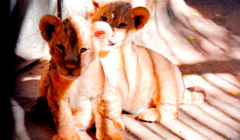 Кумедні і милі: в Одеському зоопарку показали як бавляться маленькі левенята 