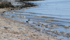 Цвинтарі з медуз на пляжах Азовського моря: фото очевидців