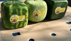 Квадратні кавуни вирощують на Одещині: фото