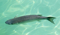 Экологическое возрождение в Молочном лимане: на следующий год можно будет ловить пеленгаса