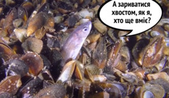 Міні-серіал про Чорне море, що миттєво піднімає настрій: як живуть милі морські істоти