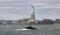 12-метровий кит виплив прямо біля Статуї Свободи у Нью-Йорку – фото