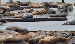 Более 270 мертвых тюленей нашли на побережье Каспийского моря: видео