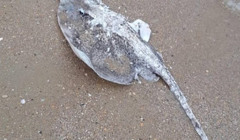 На берегу Черного моря нашли мертвых скатов с обрезанными крыльями